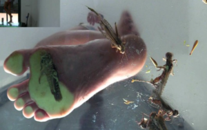natasha裸足玻璃茶几踩昆虫-97LZTDGXFC-00000313271870